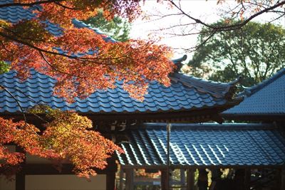 「木造」住宅のメリットとは？　木造住宅の画像